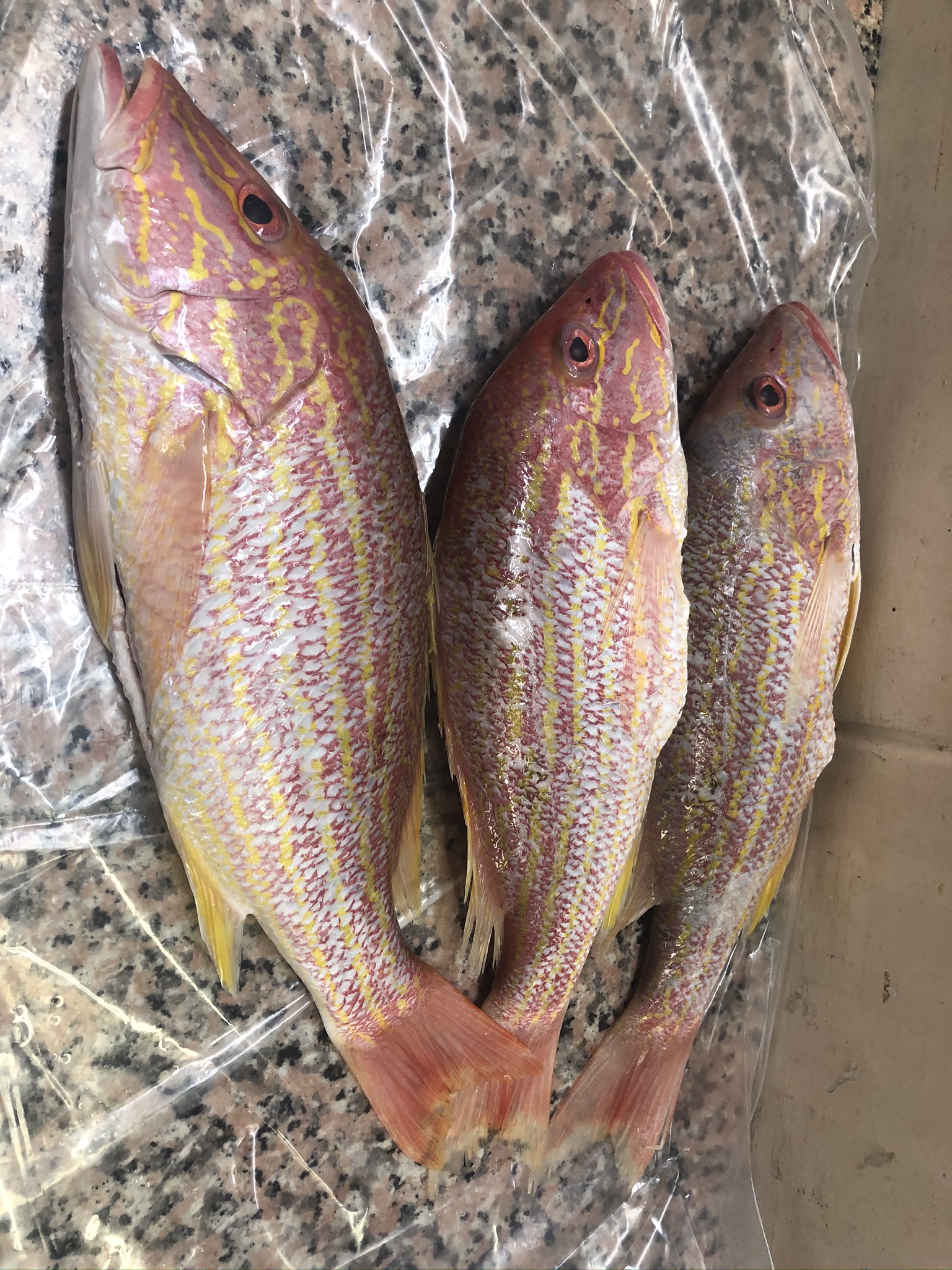 Lane Snapper